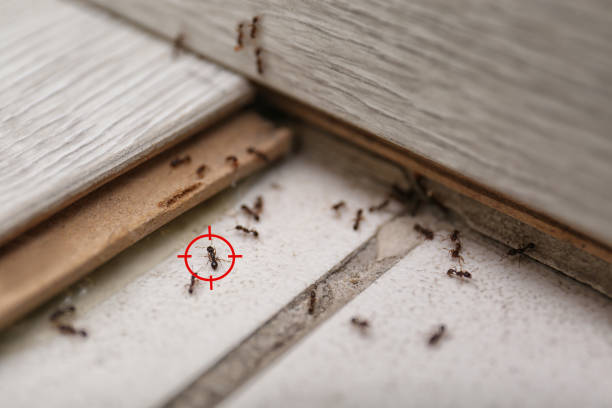 Best Spider Control Near Me  in Girard, KS